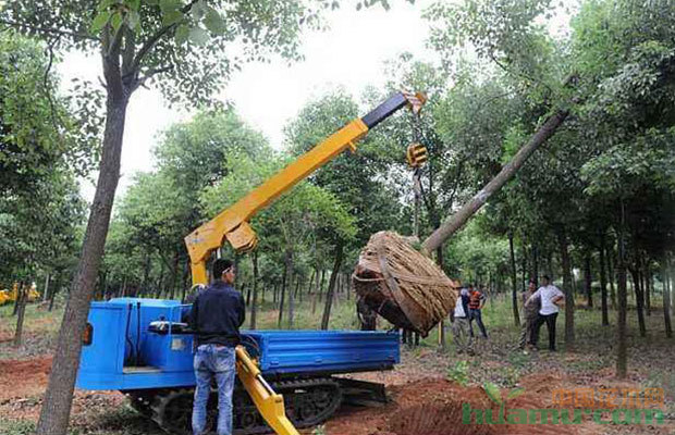 大树移植死亡什么原因?或因起吊方法不标准