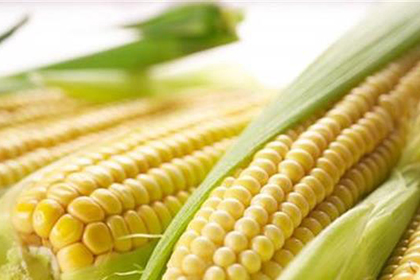 玉米品种如何选择红轴玉米与白轴玉米哪个产量高