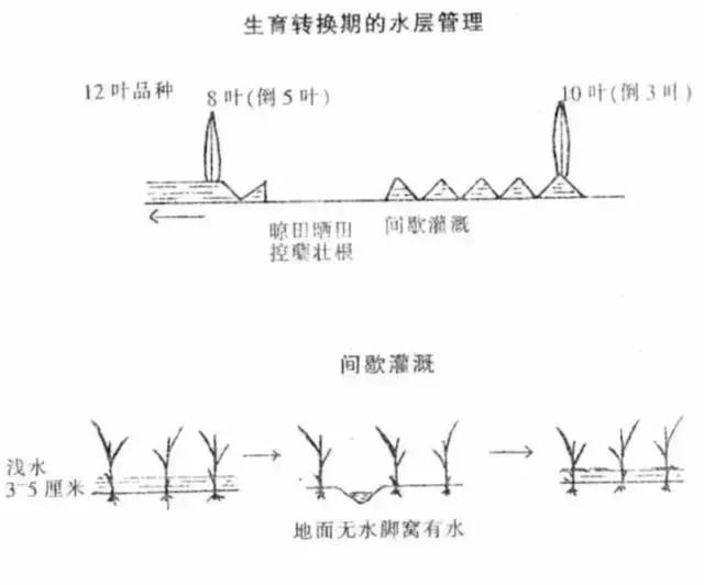 如何预防水稻倒伏?