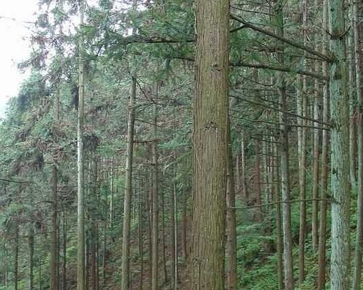 批发柳州新产杉木30吨和杉木苗1000万株