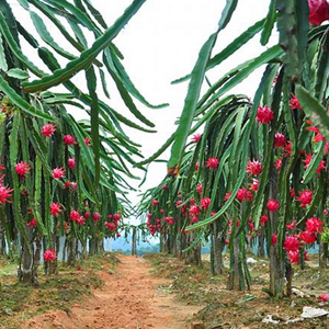 湛江火龙果种植基地,绿色保健食品