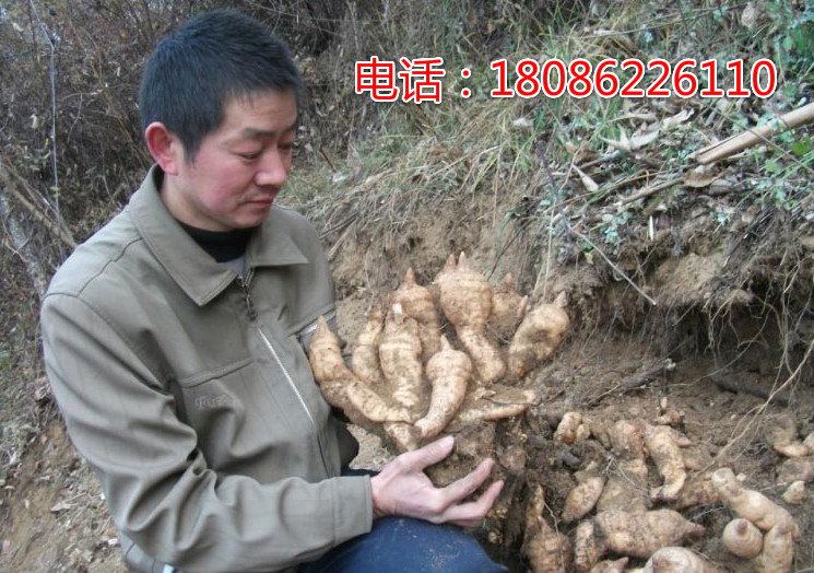 天麻密环菌批发,猪苓蜜环菌价格