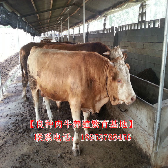 江西省标准化大型养牛基地
