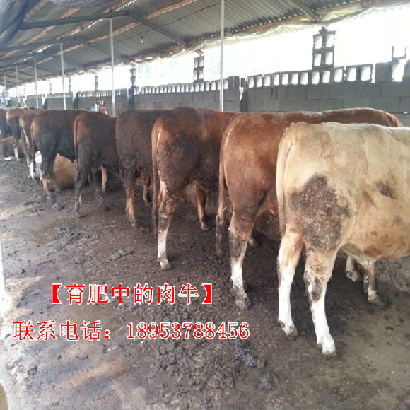 广西省大型养牛基地 广西养牛行情分析