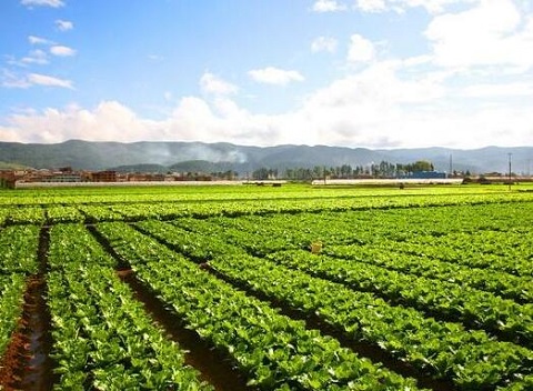 常见蔬菜露天种植时间表与栽培注意事项