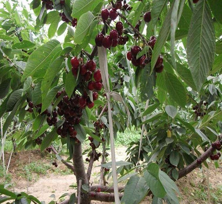 云南车厘子苗出售,品种优良,成活率高