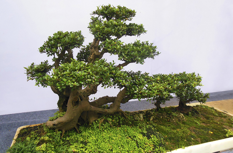 苗圃基地供应园艺盆景松罗汉松盆栽艺术园林景观