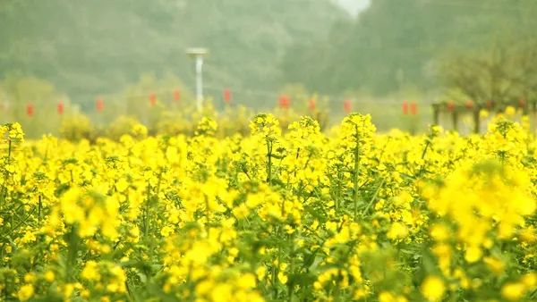 安顺鲍家屯的油菜花田