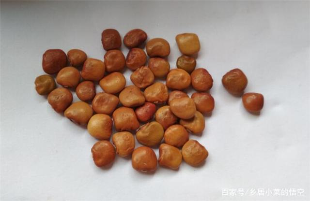 凉薯种子播种前晒种吗要注意什么晒种有好处有些情况可不晒
