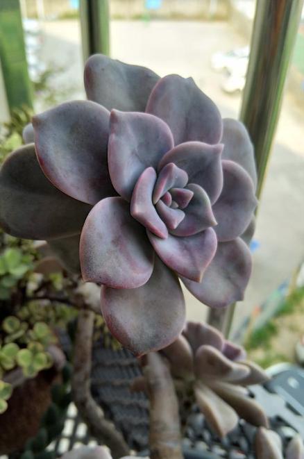 "墙裂"推荐紫乐,这种多肉植物好看又好养?