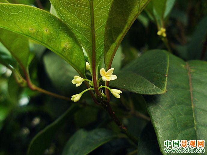 金桂嫁接到四季桂上会一年四季都开花吗