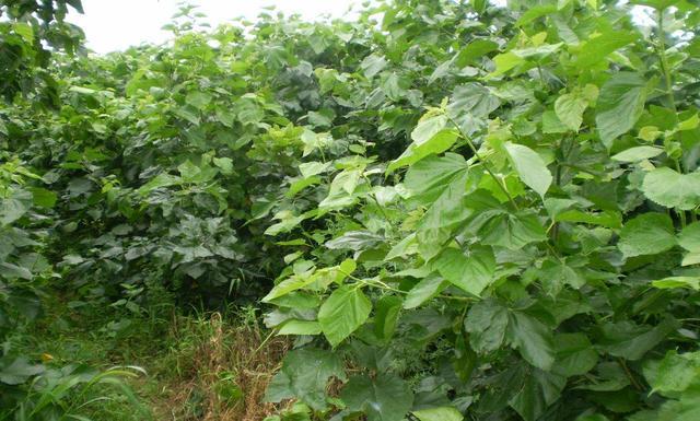 哪种桑叶饲料价值高?影响桑树叶质因素有哪些?