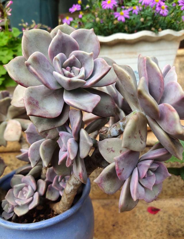"墙裂"推荐紫乐,这种多肉植物好看又好养?