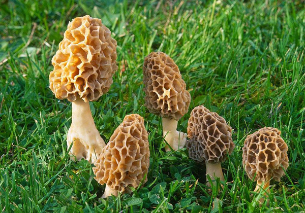 羊肚菌的种植前景怎么样?羊肚菌种植方法介绍