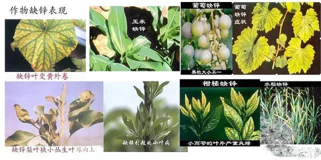 植物缺锌生长发育停滞,叶片缩小,茎节缩短.中国缺锌土壤较多.