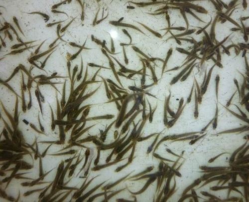 27_泥鳅苗种培育管理技术要点_重庆浩强商贸有限公司