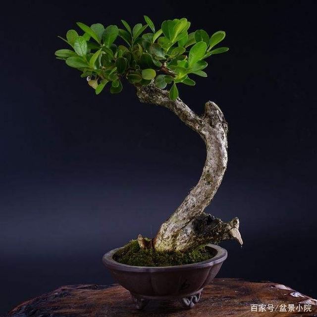 小叶黄杨盆景的养护以及种植心得