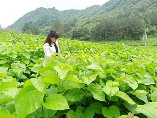 哪种桑叶饲料价值高?影响桑树叶质因素有哪些?