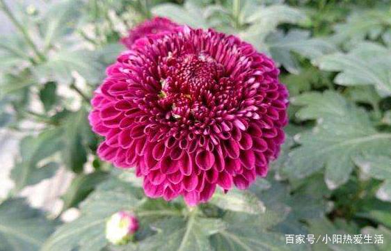 花型饱满,姹紫嫣红,适合盆栽养的"紫乒乓菊"