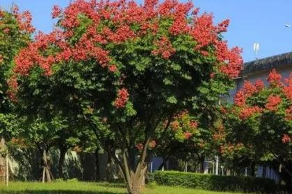 屏东万年溪畔栾树秋季梦幻变色迎观赏期宛如欧洲乡间美景