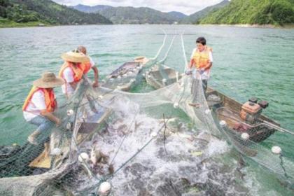 黔东南州积极发展生态渔业稻香鱼肥丰景如画