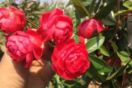 家中有庭院的可种植红木香花色喜庆
