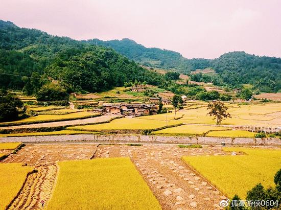 陕西旬阳石门镇古稻田秋景