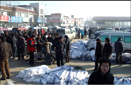 河北皮草市场调查:毛皮量价齐跌 最大跌幅近七成