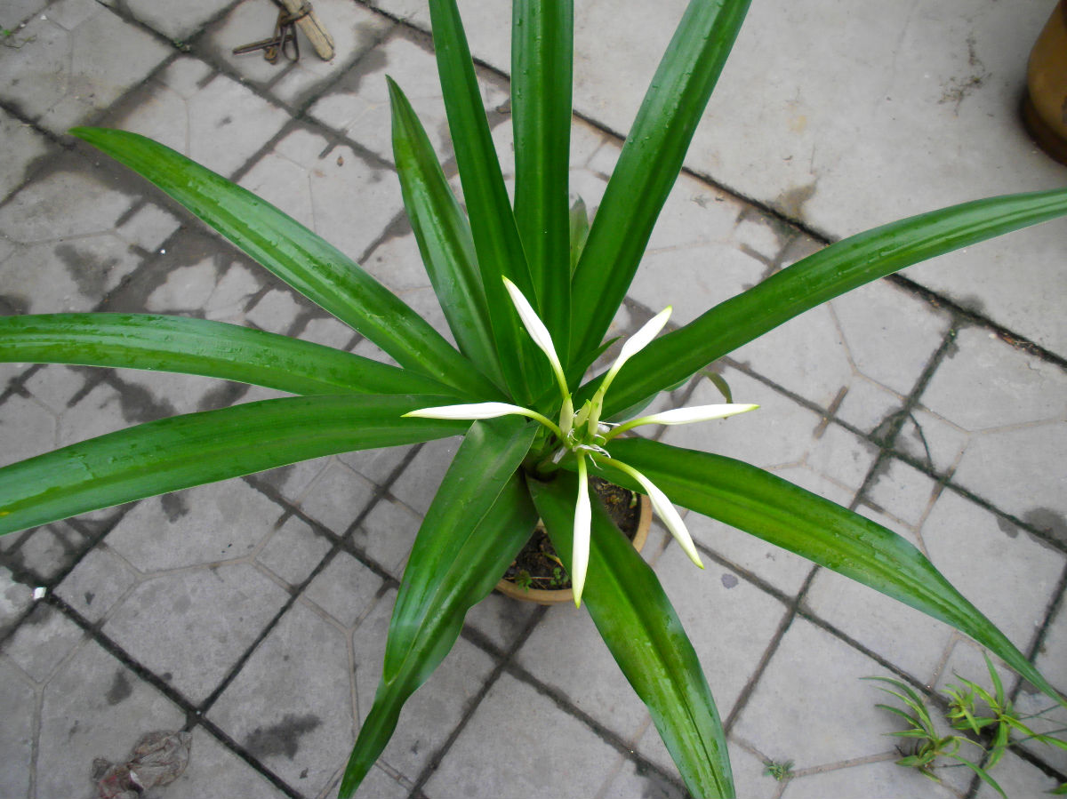 晋中市观赏植物小苗文殊兰现低价出售