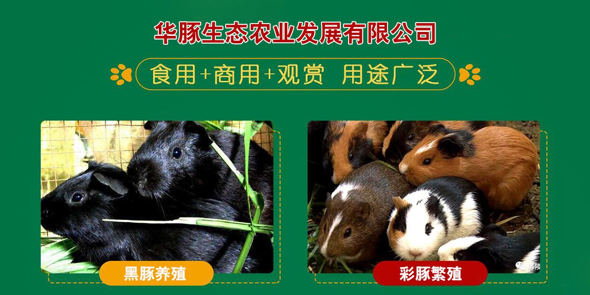 19_产品信息_贵州豚鼠养殖,贵阳黑豚养殖,黑豚鼠养殖基地_百业网
