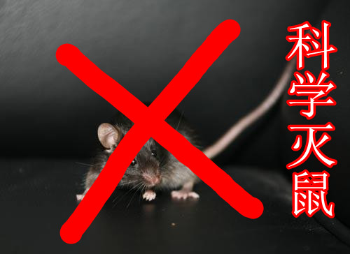 广州灭鼠公司,广州灭老鼠,上门公司捡老鼠