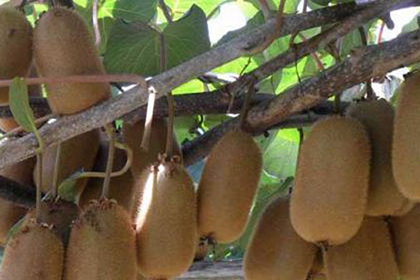 猕猴桃种植技术,猕猴桃的最佳栽培时间你知道