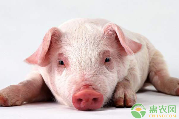 20171024_很多人都不知道用酒喂猪竟有这么