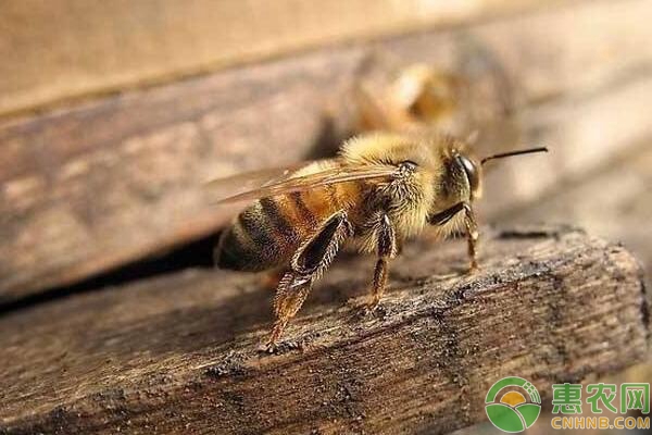 中蜂养殖技术:中蜂的分蜂,换王,换脾技术