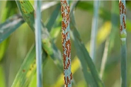 小麦有哪些常见病虫害?小麦常见病虫害及其防