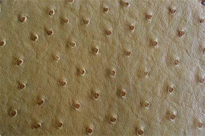 抢眼的鸵鸟皮革