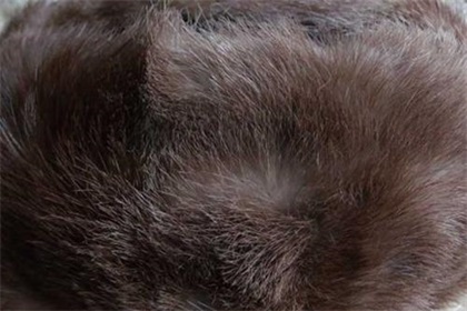 全球皮草价格下跌,人们为什么不买貂儿了?