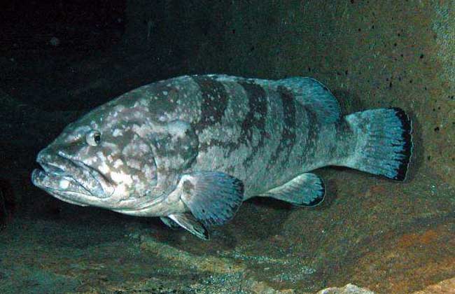 石斑魚是海水魚還是淡水魚?