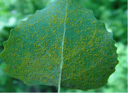 杨树锈病的防治技术