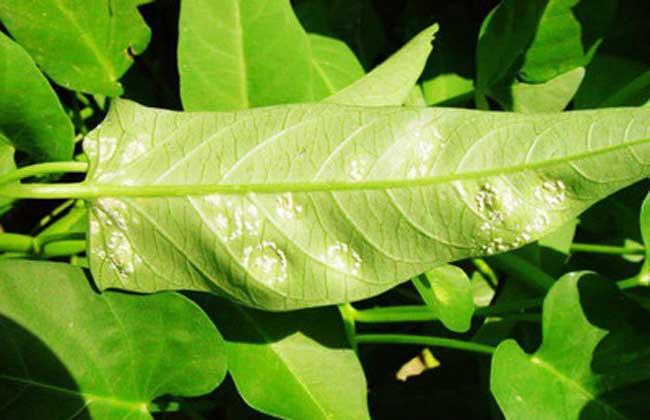 空心菜白鏽病怎麼防治?