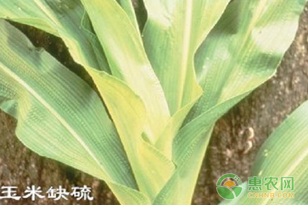 玉米缺硫症状分析及防治方法