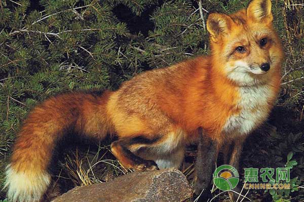 母狐狸生产怎么办?