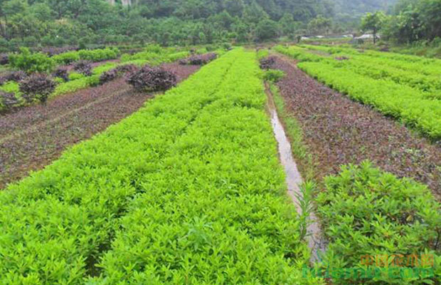 苗木產業升級已成趨勢,綠化市場空間無限!