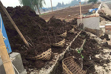 秋季果树施肥技巧秋施基肥应该施用何种肥料