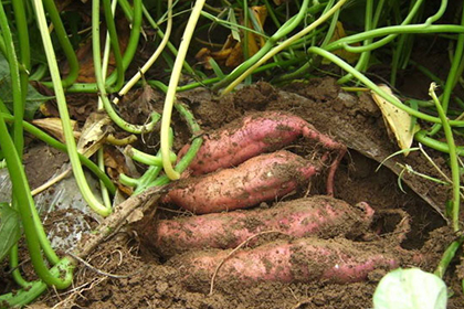 夏秋薯高产种植技术要点