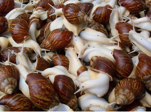 0517_光亮大蜗牛的养殖技术_养殖有门道_克拉玛依百业网