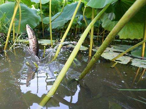 格式池鱼藕混养高产技术