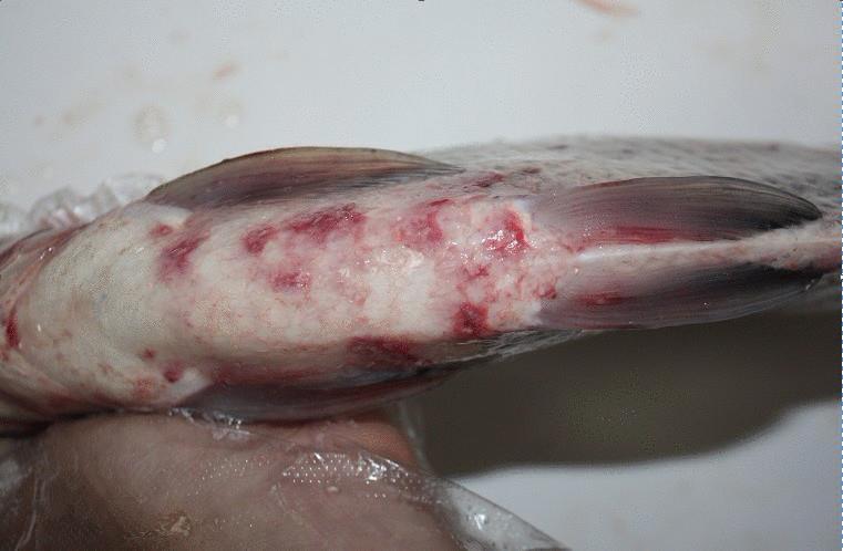 淡水鱼锚头蚤病的诊断和预防