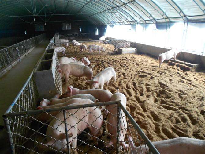 母猪养殖技巧,为你介绍治疗母猪不发情的方法