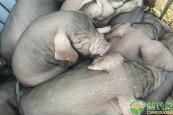 养殖技术分享:苏姜猪饲养管理技术